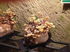 149 MUSEE DU CHAMPIGNON A  SAUMUR 2016 2_000009
